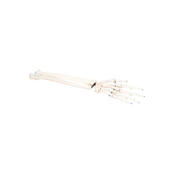 3B Anatomical Model - Loose Bones, Hand Skeleton with Ulna and Radius, Left